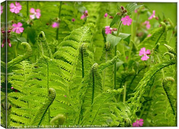 "NEW FERNS" Canvas Print by ROS RIDLEY