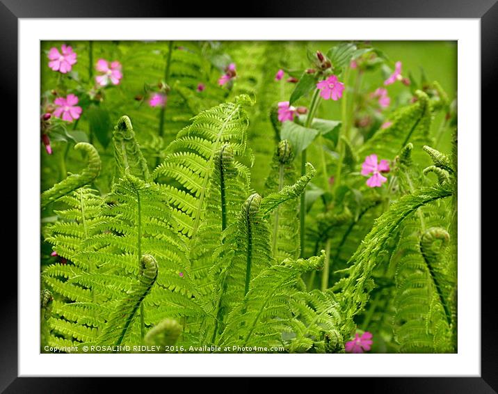 "NEW FERNS" Framed Mounted Print by ROS RIDLEY