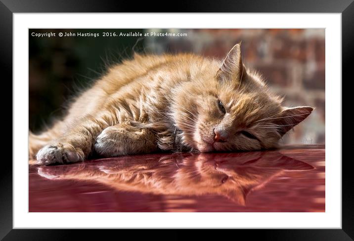 Cat on a Hot Tin Roof Framed Mounted Print by John Hastings