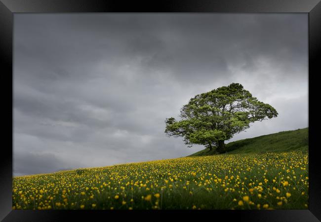 Lone tree on the Kent downs.  Framed Print by Ian Hufton