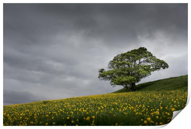 Lone tree on the Kent downs.  Print by Ian Hufton