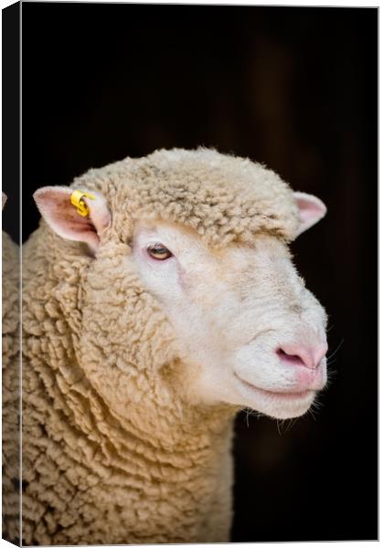 Poll Dorset Ram, sheep Canvas Print by Maggie McCall