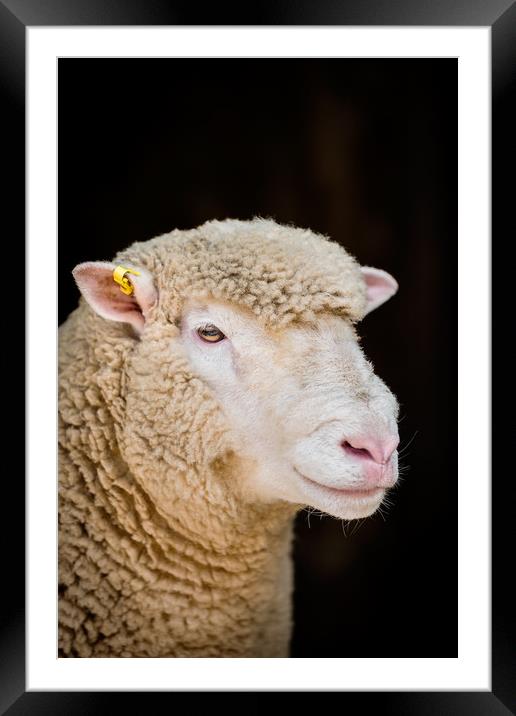 Poll Dorset Ram, sheep Framed Mounted Print by Maggie McCall