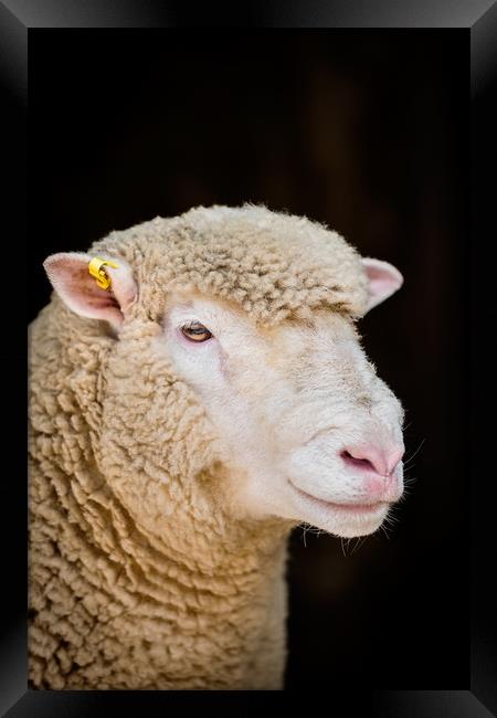 Poll Dorset Ram, sheep Framed Print by Maggie McCall