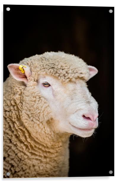 Poll Dorset Ram, sheep Acrylic by Maggie McCall