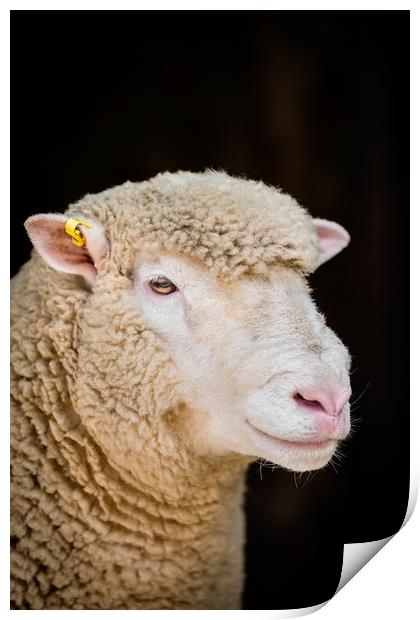 Poll Dorset Ram, sheep Print by Maggie McCall