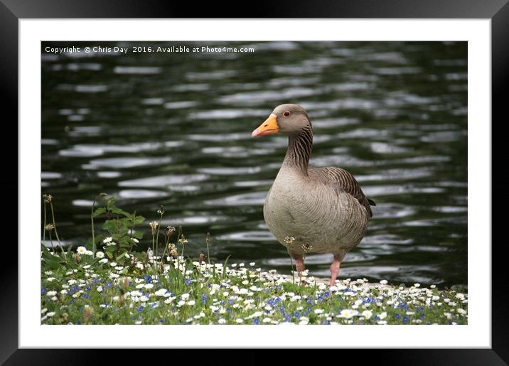 Greylag Goose Framed Mounted Print by Chris Day