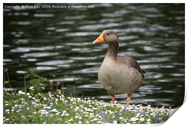 Greylag Goose Print by Chris Day