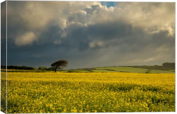 The rapeseed field Canvas Print by Michael Brookes
