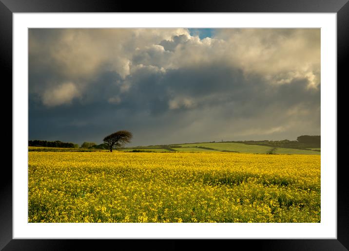 The rapeseed field Framed Mounted Print by Michael Brookes