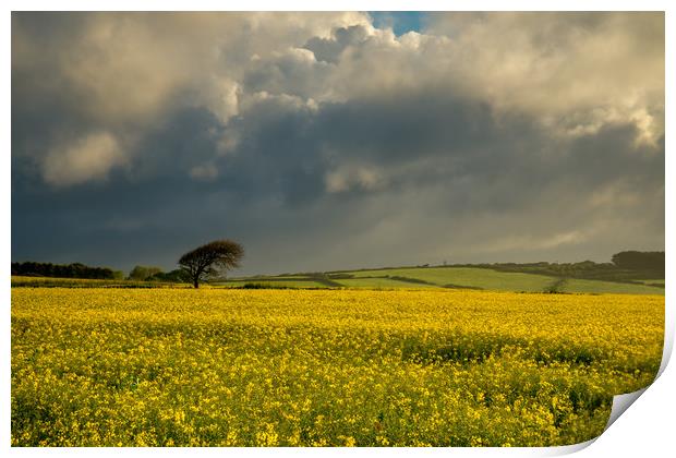 The rapeseed field Print by Michael Brookes