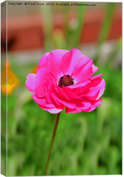 Colourful Ranunculus Canvas Print by Frank Irwin