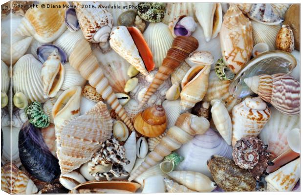 Sea Shells Canvas Print by Diana Mower