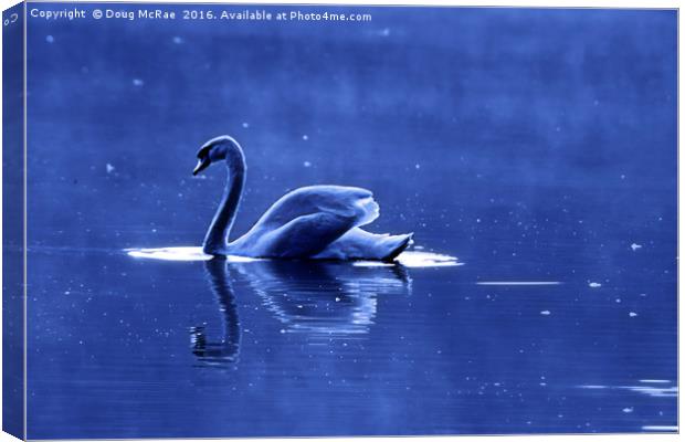 blue swan Canvas Print by Doug McRae