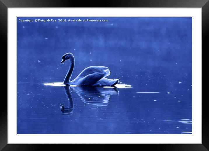 blue swan Framed Mounted Print by Doug McRae