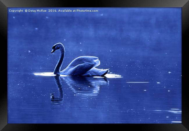 blue swan Framed Print by Doug McRae