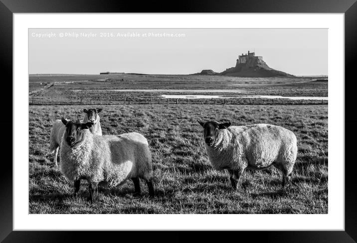 Black and White Sheep of Lindisfarne.............. Framed Mounted Print by Naylor's Photography