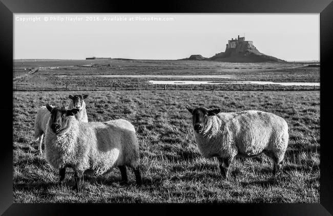 Black and White Sheep of Lindisfarne.............. Framed Print by Naylor's Photography