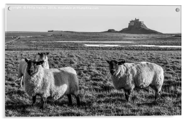 Black and White Sheep of Lindisfarne.............. Acrylic by Naylor's Photography