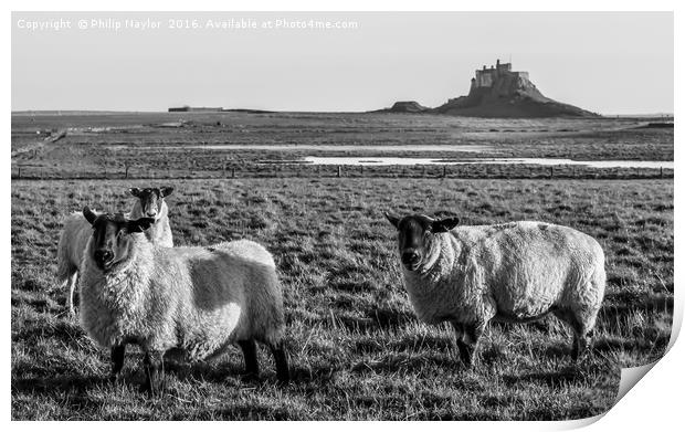 Black and White Sheep of Lindisfarne.............. Print by Naylor's Photography