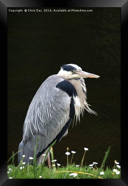 Heron Framed Print by Chris Day