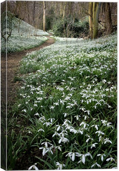 Snowdrops and spring are back! Canvas Print by Stephen Mole