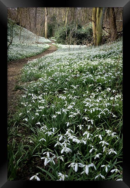 Snowdrops and spring are back! Framed Print by Stephen Mole