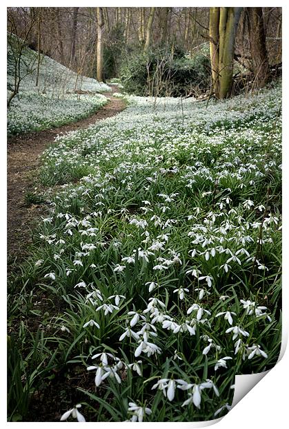 Snowdrops and spring are back! Print by Stephen Mole