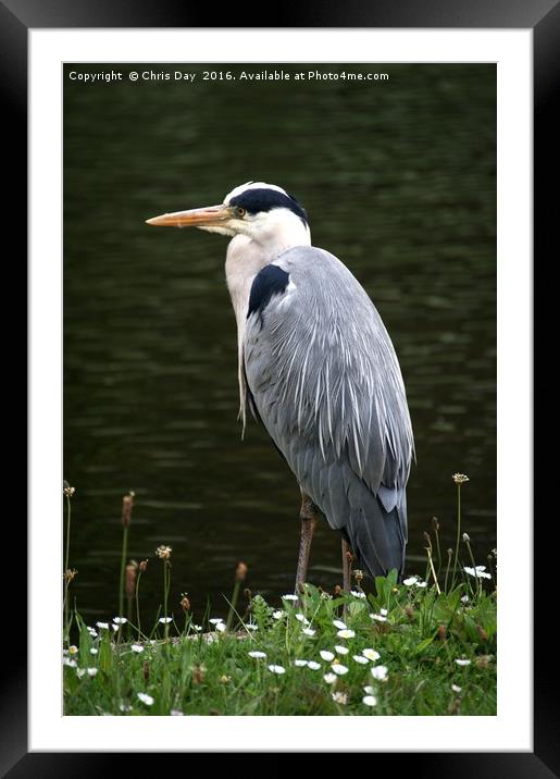 Grey Heron Framed Mounted Print by Chris Day