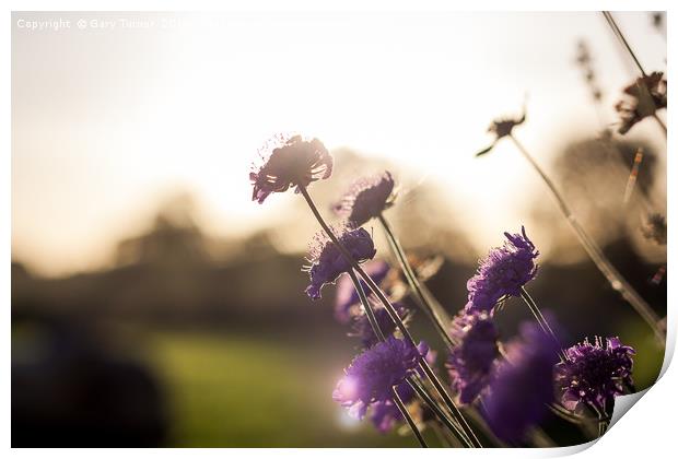 Summer Meadow Print by Gary Turner