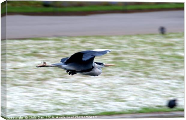Heron in Flight Canvas Print by Chris Day