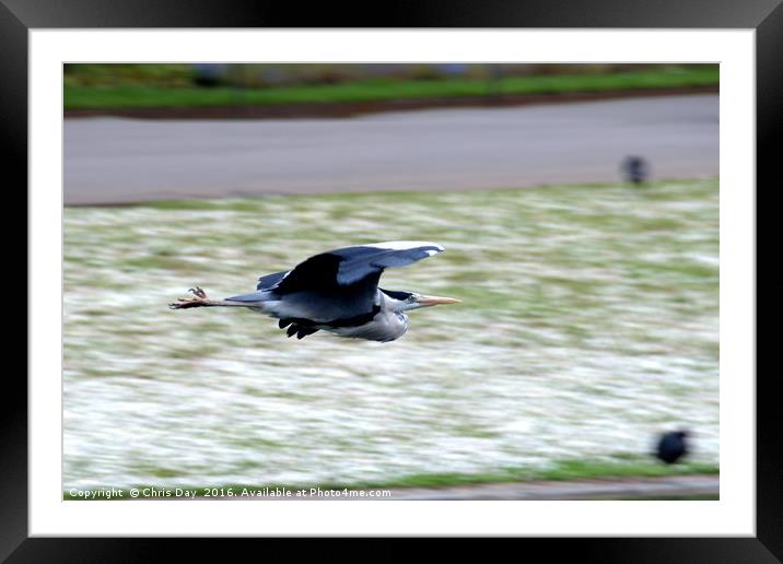 Heron in Flight Framed Mounted Print by Chris Day