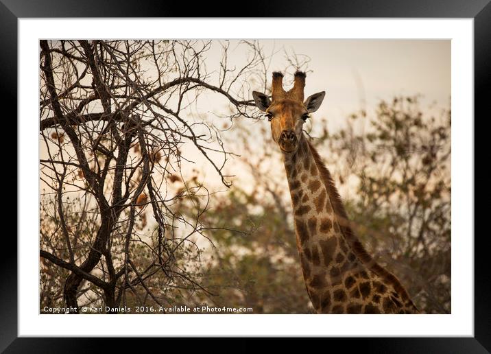 Giraffe  Framed Mounted Print by Karl Daniels