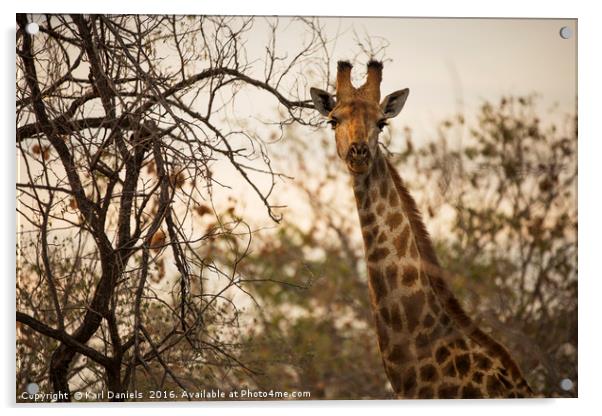 Giraffe  Acrylic by Karl Daniels
