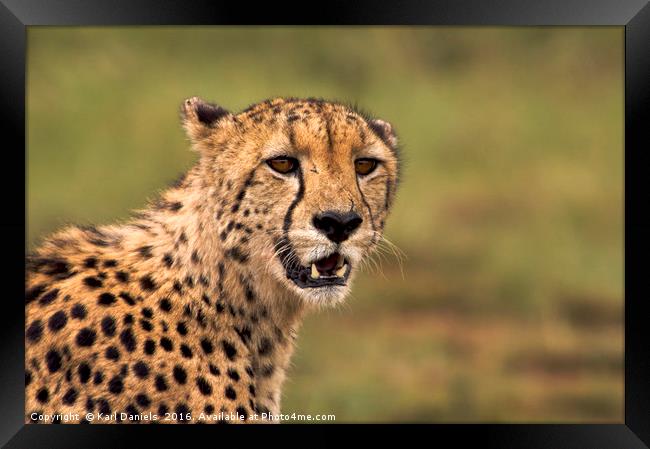 Cheetah Portrait Framed Print by Karl Daniels
