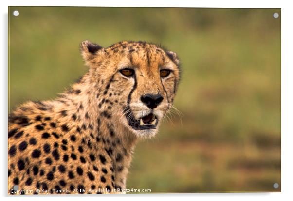 Cheetah Portrait Acrylic by Karl Daniels