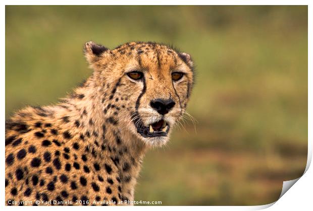Cheetah Portrait Print by Karl Daniels