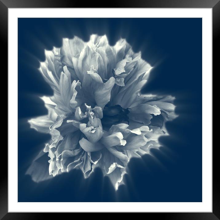 flower in the foggy night Framed Mounted Print by Marinela Feier
