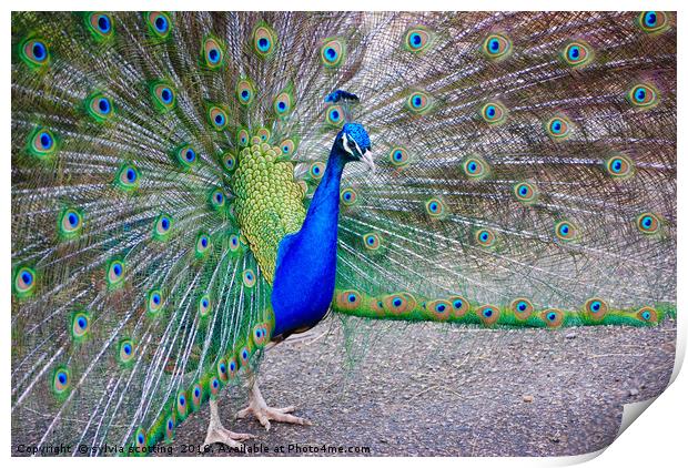 Pride and the peacock  Print by sylvia scotting