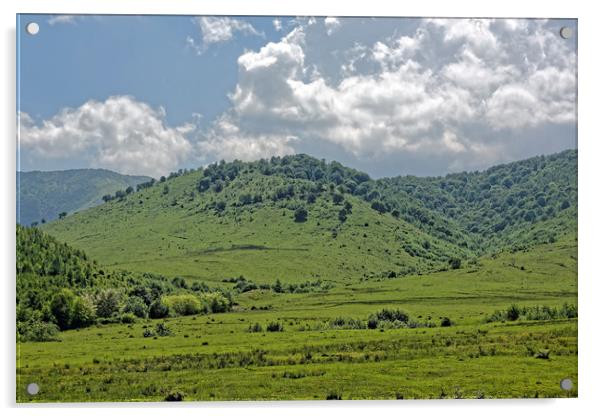 Cows grazing on hills near Sadu Sibiu County Roman Acrylic by Adrian Bud