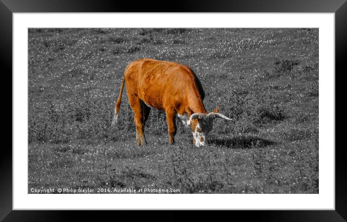 The Coloured Cow Framed Mounted Print by Naylor's Photography