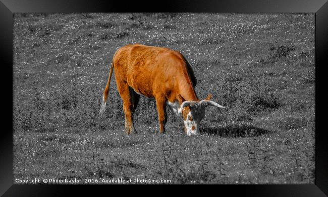 The Coloured Cow Framed Print by Naylor's Photography