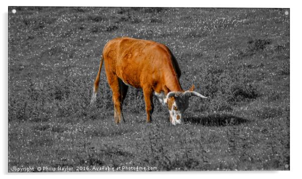 The Coloured Cow Acrylic by Naylor's Photography