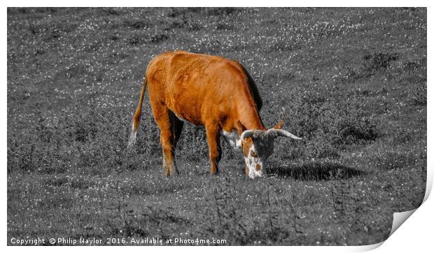 The Coloured Cow Print by Naylor's Photography