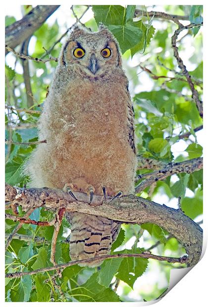Great Horned Owl Fledgling Print by Gary Beeler