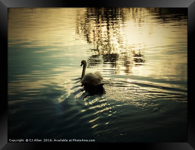 Swan on the river Calder, Wakefield                Framed Print by CJ Allen