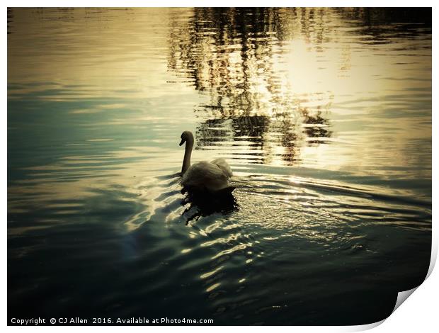 Swan on the river Calder, Wakefield                Print by CJ Allen