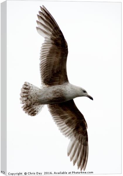 Common Gull in Flight. Canvas Print by Chris Day