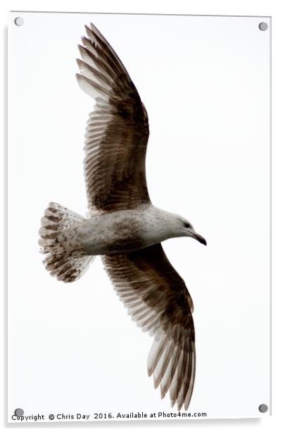Common Gull in Flight. Acrylic by Chris Day