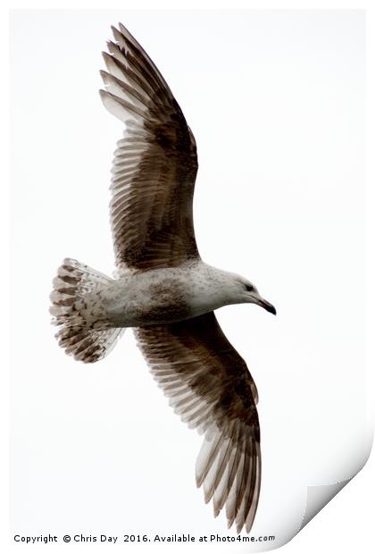 Common Gull in Flight. Print by Chris Day